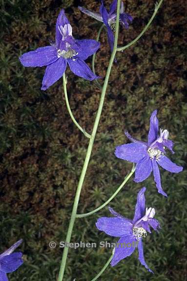 delphinium nuttallianum 3 graphic